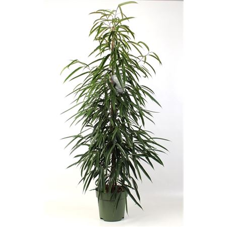 Ficus Bin Alii