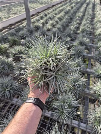 Tillandsia Super Silver Xxl