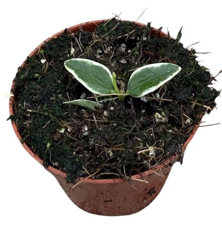 Hoya Bella Albomarginata