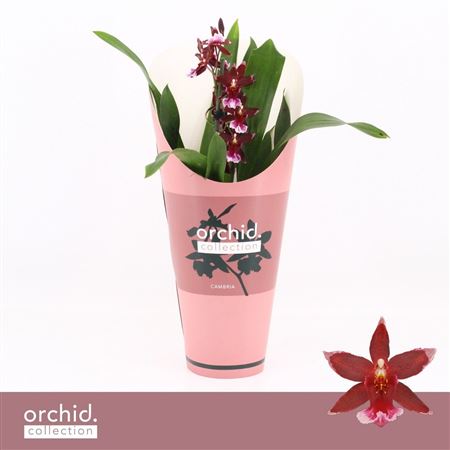 Cambria 1st Barrocco Red Orchid Collection