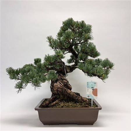 Pinus Parviflora Bonsai '