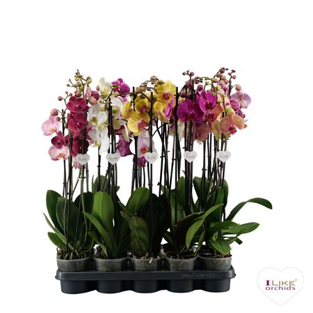 Phal 3st Mix 20+