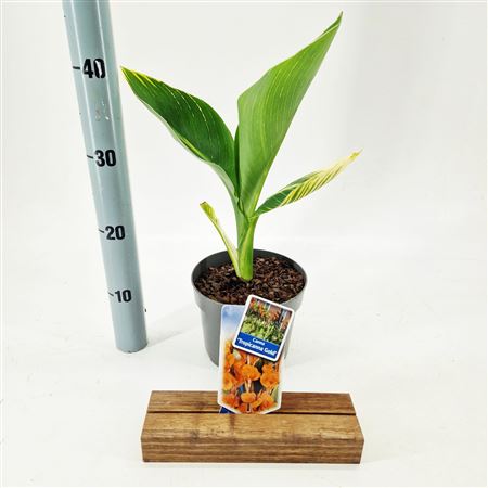 Canna Tropicana Gold