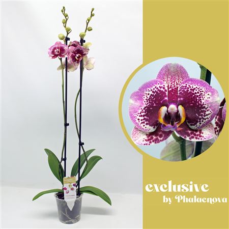 Phal 2st Dream Diamond 14+ (phalaenova)