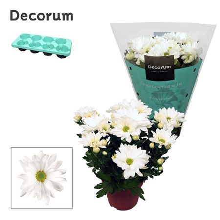 Chrys Margarita White (decorum)