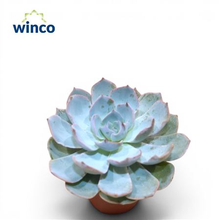Echeveria Colorata Xl