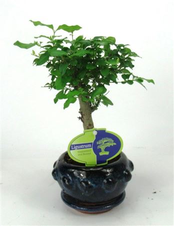 Bonsai Ligustrum Sinensis, 13cm., Broom, With Drip