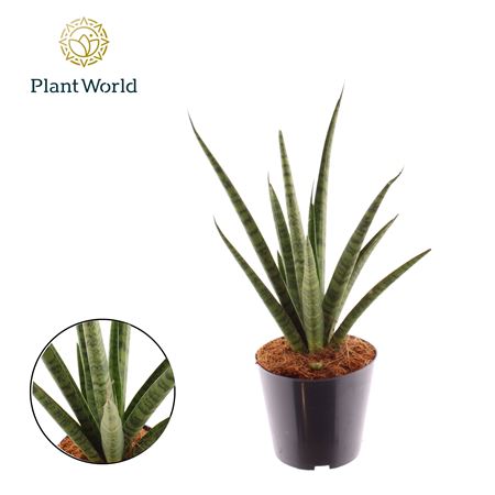 Sansevieria 'dancing Queen'