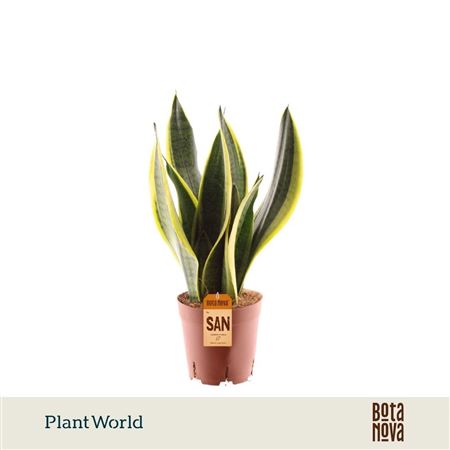 Sansevieria Futura Superba 3pp