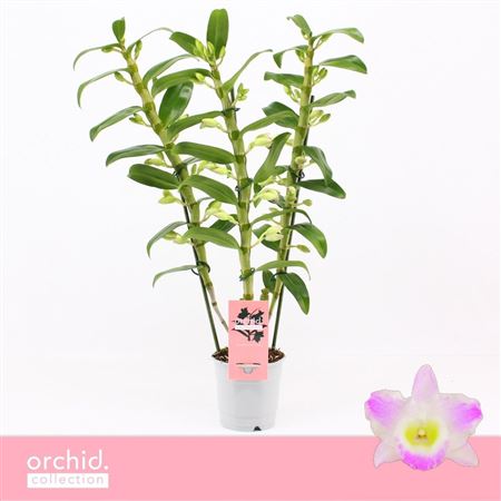 Den Nob 3st Pandora Orchid Collection