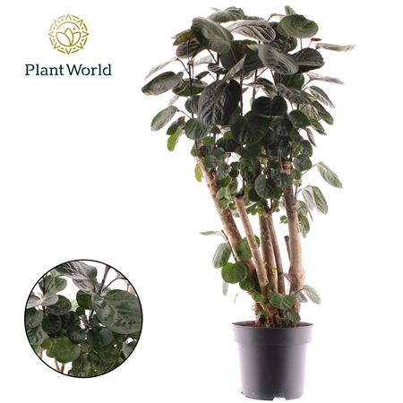 Polyscias Fabian Branched (decorum)