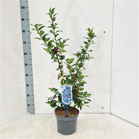 Ilex Mes Blue Maid