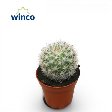 Neoporteria Gerocephala