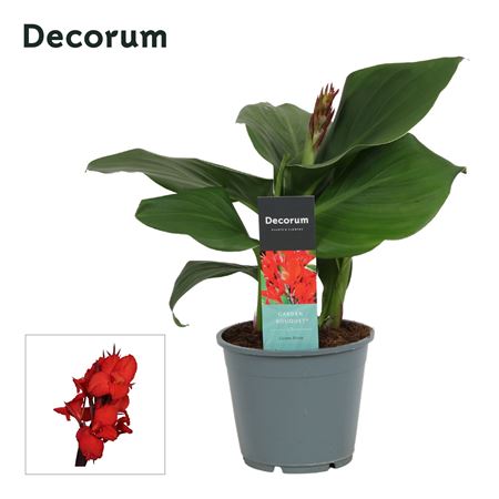 Canna Kreta (decorum)