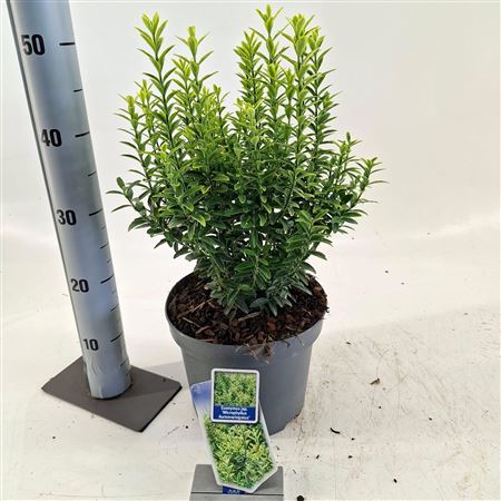 Euonymus Jap Micr Aureovariegatus