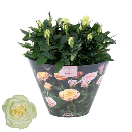 Rosa Excellent White In Bowl