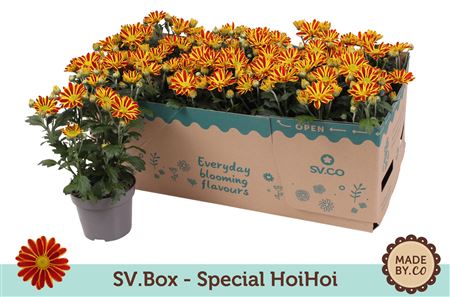 Chrysant Special Hoihoi In Sv.box