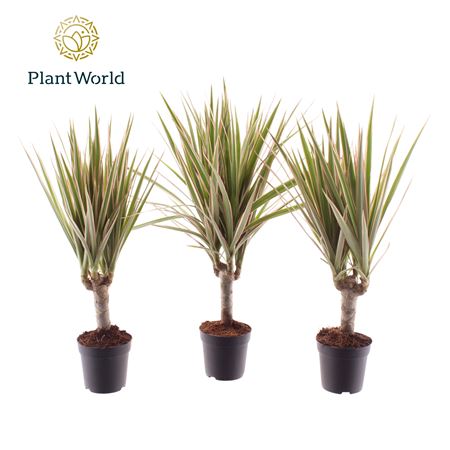 Drac Bicolor 5cm Stem (decorum)