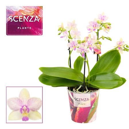 Phal 3-4st Dazzling Blossom Bliss
