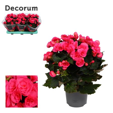 Begonia Adonia Pink (decorum)