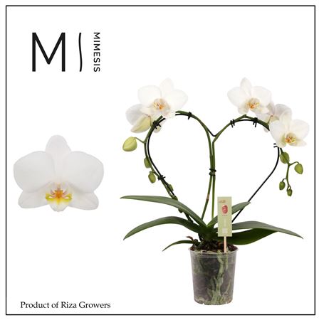 Phal Heart White 16+ (mimesis)