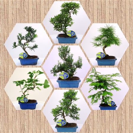 Bonsai Mix Outdoor, With Driptray