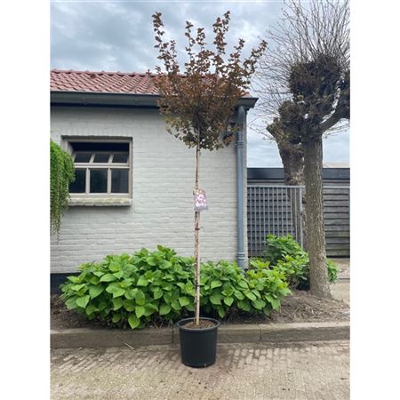 Physocarpus Opulifolius Lady In Red