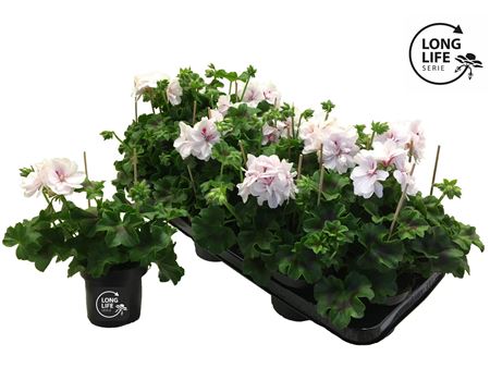 Pelargonium Pelt Double White (longlife)