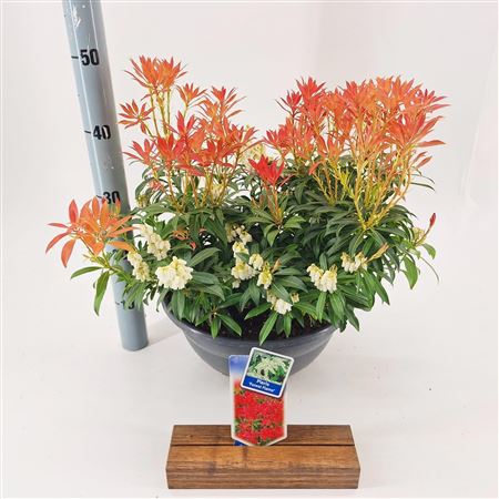 Pieris Forest Flame