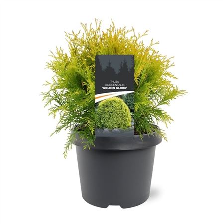 Thuja Occ Golden Globe
