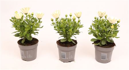 Osteospermum Cream