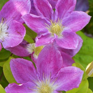 Клематис гибридный Чейндж Оф Харт в тубе