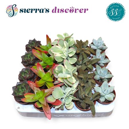 Succulent Sevilla Mix