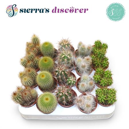 Cactus Granda Mix