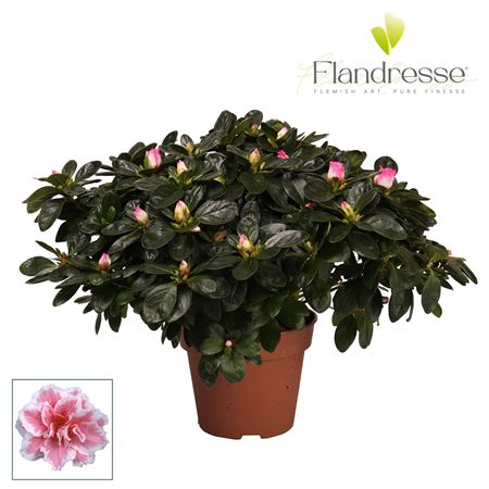 Azalea Flandresse Bicolor