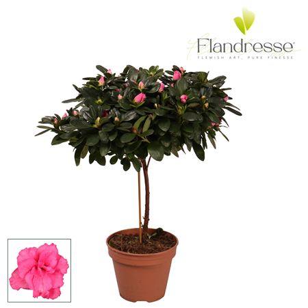 Azalea Flandresse On Stem Pink