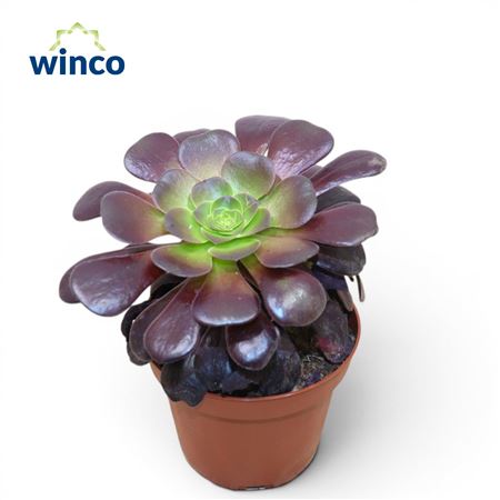 Aeonium Ab Velours