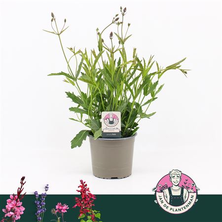 Verbena Rigida Lilac