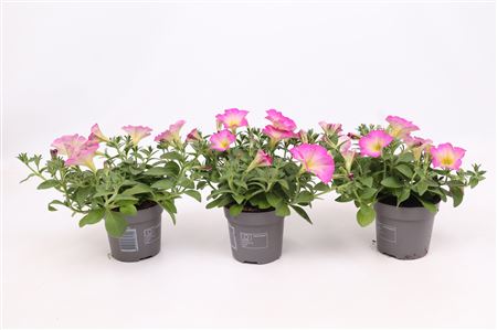 Petunia Pink Morn