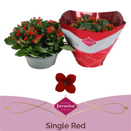 Kal Single Red In Bowl