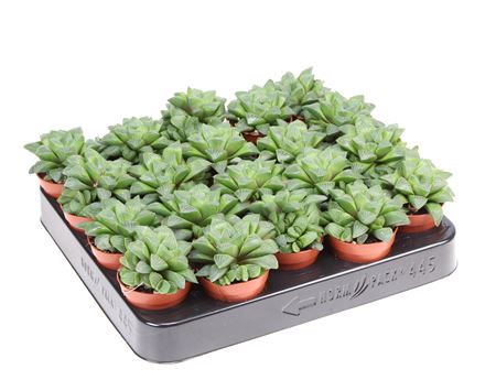 Haworthia Retusa