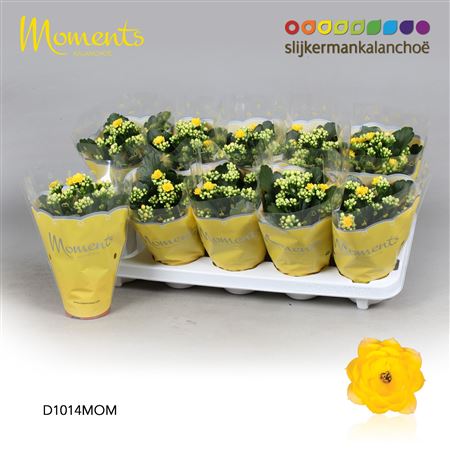 Kal Cal Moments Yellow