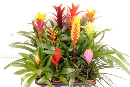 Bromelia Mix Exclusive