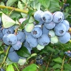 Голубика высокорослая Нортленд | Оптовая цветочная компания «Флора Групп» Голубика высокорослая Нортленд