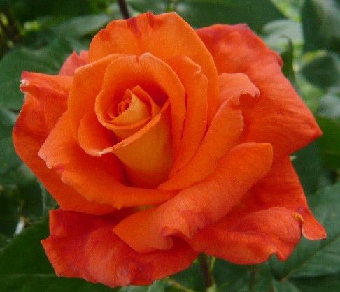 Роза чайно-гибридная Моника