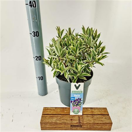 Hebe Donna Varia Wild Blue