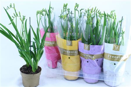 Freesia Mix
