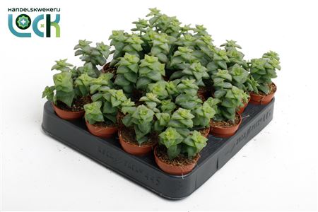 Crassula Perforata