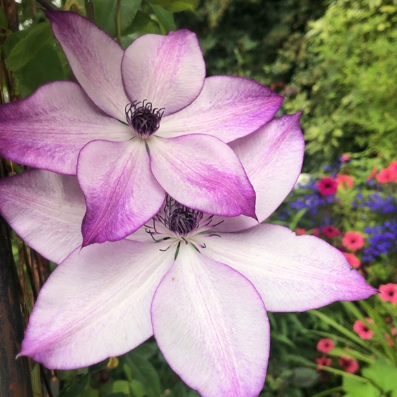 Клематис гибридный Фонд Мемориз