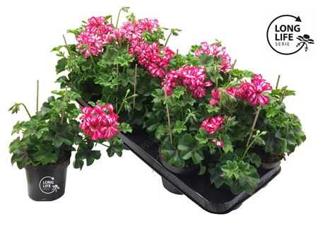 Pelargonium Pelt Double Rouletta (longlife)